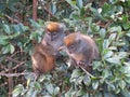 Pair of Bamboo Lemurs