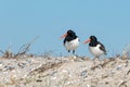 A pair of banded American oystercatcher Haematopus palliatus on the beach at Barnegat Lighthouse State Park, New Jersey, USA Royalty Free Stock Photo