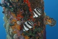 Pair of Banded Butterflyfish next to a dock piling