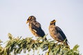 Pair of Bank Myna