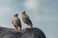 Pair of Bank Myna sitting Royalty Free Stock Photo