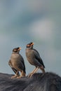 Pair of Bank Myna sitting Royalty Free Stock Photo