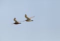 A pair of bar-tailed Godwit in flight