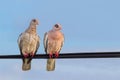 Pair of bare-eyed pigeons sitting on a wire