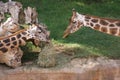 Pair of Baringo Giraffe - Giraffa camelopardalis rothschildii Royalty Free Stock Photo