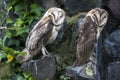 A pair of Barn owls at Condor Park in Otavalo in Ecuador.