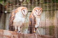 Pair of barn owls at the John Ball Zoo in Grand Rapids Michigan
