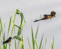 A Pair of Barn swallow flying Royalty Free Stock Photo