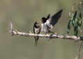 pair of barn swallow Royalty Free Stock Photo