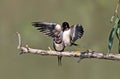 A pair of barn swallow Royalty Free Stock Photo
