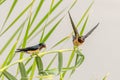 A pair of Barn swallow perching Royalty Free Stock Photo