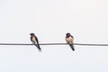 A pair of barn swallow Royalty Free Stock Photo