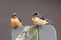 Pair of Barn Swallows, Hirundo rustica, on a post Royalty Free Stock Photo