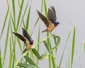 A Pair of Barn Swallows Royalty Free Stock Photo