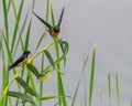 A Pair of Barn Swallows resting Royalty Free Stock Photo