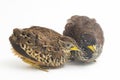 A pair of barred buttonquail or common bustard-quail Turnix suscitator isolated on white