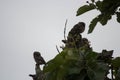 A pair of barred owls perched on top of a tree.