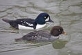 Pair of Barrow's Goldeneye, Bucephala islandica on water