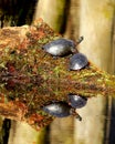 Pair of basking painted turtles