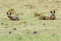 Pair Of Bat-Eared Foxes Royalty Free Stock Photo