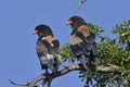 Pair of Bataleur perching Royalty Free Stock Photo
