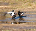 Bateleur Eagles Royalty Free Stock Photo