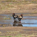 Bateleur Eagles Royalty Free Stock Photo