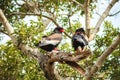 A pair of Bateleur Eagles in a South African Wildlife Reserve Royalty Free Stock Photo