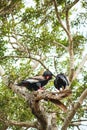 A pair of Bateleur Eagles in a South African Wildlife Reserve Royalty Free Stock Photo