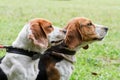 pair Beagle dogs are next to each other on a leash Royalty Free Stock Photo