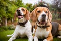 Pair of beagles laying down on grass Royalty Free Stock Photo