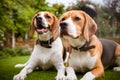 Pair of beagles laying down on grass Royalty Free Stock Photo