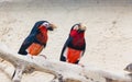 A pair of Bearded Barbet birds