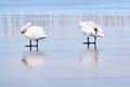 Pair of beautiful adult mute swans reflected into the frozen lake. Cygnus olor