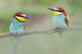 Pair of beautiful bee-eaters sitting on a branch on a green background Royalty Free Stock Photo