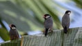 A pair of beautiful bird Java sparrow (Lonchura oryzivora Royalty Free Stock Photo