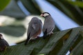 A pair of beautiful bird Java sparrow (Lonchura oryzivora Royalty Free Stock Photo