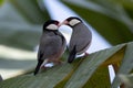 A pair of beautiful bird Java sparrow (Lonchura oryzivora Royalty Free Stock Photo