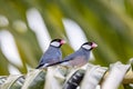 A pair of beautiful bird Java sparrow (Lonchura oryzivora Royalty Free Stock Photo