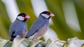 A pair of beautiful bird Java sparrow (Lonchura oryzivora Royalty Free Stock Photo