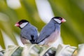 A pair of beautiful bird Java sparrow (Lonchura oryzivora Royalty Free Stock Photo