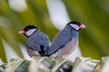 A pair of beautiful bird Java sparrow (Lonchura oryzivora Royalty Free Stock Photo