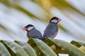 A pair of beautiful bird Java sparrow (Lonchura oryzivora Royalty Free Stock Photo