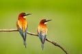 Pair of beautiful birds European Bee-eaters, Merops apiaster, sitting on the branch with green background. Birds in the nature hab Royalty Free Stock Photo