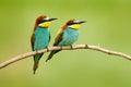 Pair of beautiful birds European Bee-eaters, Merops apiaster, sitting on the branch with green background. Two birds in Romania na Royalty Free Stock Photo