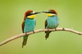 Pair of beautiful birds European Bee-eaters, Merops apiaster, sitting on the branch with green background. Two birds in Romania na Royalty Free Stock Photo