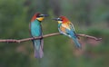 pair of beautiful birds of paradise Royalty Free Stock Photo