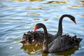A pair of beautiful black swans floating on the surface lake Royalty Free Stock Photo
