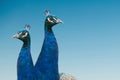 A pair of beautiful blue peacocks