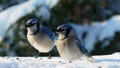 Pair of beautiful bluejay birds on snow eating seeds on a sunny day - corvidae cyanocitta cristata